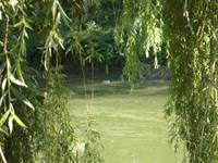 Notre ami le colvert en ballade