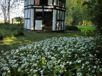 nature, forêt, jardin