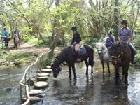 Promenade equestre  rivière  3h