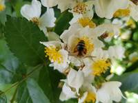 bourgogne avallon gite abeille fleurs