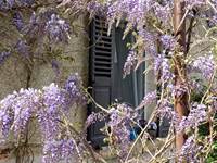LES-CHAUMES-VIOLETTES-Fleurs