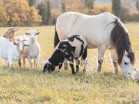Animaux du Ranch