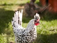 Nos jolies poules