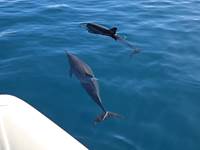 Eloa Tahiti Ocean Tour - Snorkeling & Sunset