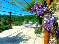 Les Volets Verts - glycine