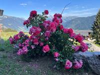 Roses avec en arrière plan vue sur massif