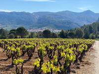 Les vignobles