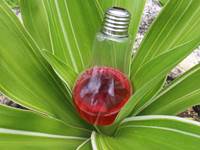 Limonade de gwozey péyi