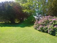 rhododendron en pleine floraison