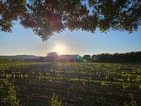 vue vignes