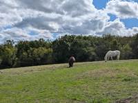 Domaine_de_Calabel©_Pouylebon_vacances_piscine_gers_camping_aire_naturelle_chevaux_animaux