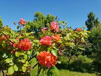 Champ des Mûriers - Roses parfumées - Photo - DR