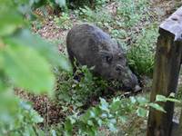 sanglier