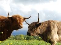 Des highlands calmes et dociles