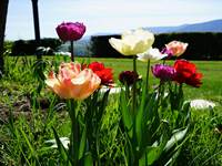 Tulipes en fleurs dans le jardin du Manoir du Colombier, un gîte avec vue sur le Grand Colombier, à 1h de Genève, Annecy et 1h20 de Lyon.