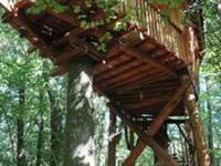 cabane dans les arbres
