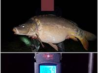 carpe 18 kg 590   avril 2019