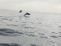 Ballet de Dauphins au large de Banyuls/mer