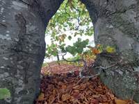 automne