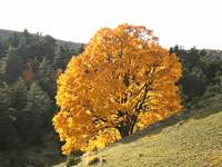 L'automne