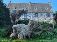 Rocky et Roquette sur les pierres volcaniques