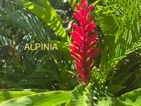 Alpinia