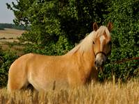ALI Petit poney d'amour !
