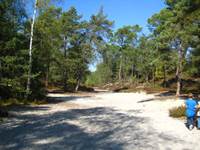 Fontainebleau, ses pinèdes, ses sables et ses roches...