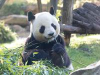 Yuan zi- Panda