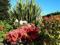 Jardin en fleurs