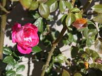 Rosa, rosae, rosam