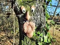 un arbre e´tonnant...