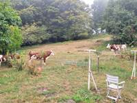 Nos vaches montbéliardes