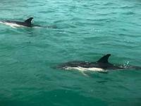 Les dauphins en Rance maritime