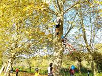 Escalade dans les arbres Pau  Pyrénées Atlantiques