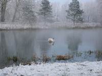 Cygne sous la neige