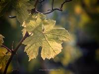 PIERRE & BERTRAND COULY - Les vignes