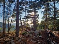 la forêt d'Aïtone