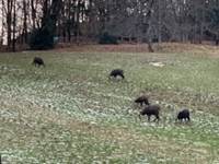 Chamois dans le secteur