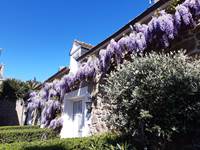Clos de la Fontaine Dinard, la glycine en fleur