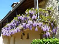 Glycines suspendues au balcon de l'annexe