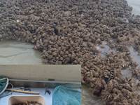 Mont-calme location criel sur mer pêche moules crevettes