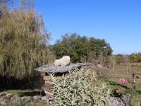 ruche et fleurs