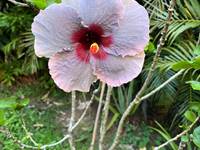 fleur d'hibiscus