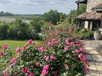 ROSES de printemps