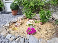 Parterre de lewisias et hybiscus