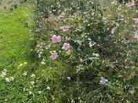 40 1 Fleurs
