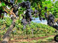 Vignobles Chagnoleau