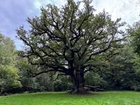 Le chène remarquable de 450ans sur la commune d'arrènes