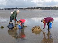 COQUES SORTIE OCTOBRE